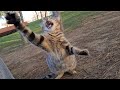 Pregnant Tabby Cat Acts Angry And Attacks