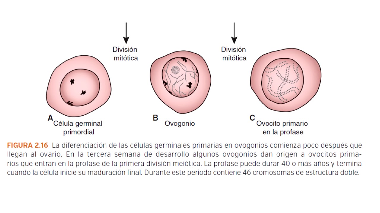 Langman: Capítulo 2 - Gametogénesis (Resumen)