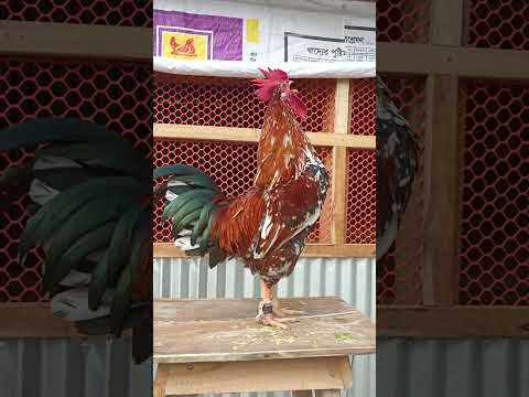 20 different roosters crowing #chicken #rooster #roostercrowing #roostersound #sorts