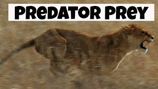 Predator Prey Interactions |  Basic Ecology |