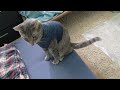 Grey Tabby Cat With Blue Shirt Awaken While Others Sleep