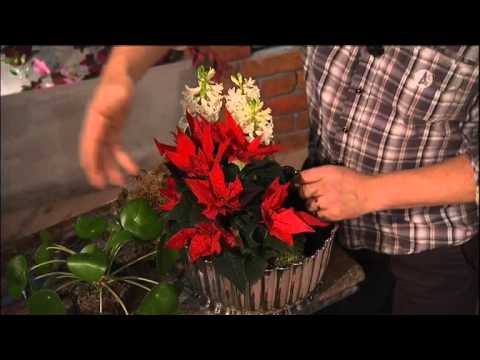 Skapa vackra julgrupper av blommor - Vardagspuls (TV4)