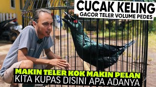 Download lagu The more the CUCAK KELIN BIRD gets, the quieter it becomes. How can I increase the volume? mp3