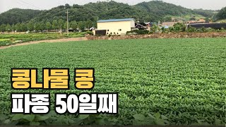 콩 농사 - 기계로 심은 콩나물 콩, 잘 자라고 있을까?