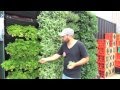 Wall Garden Vertical Garden Installation Operation