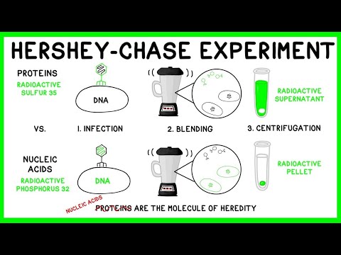 Hershey and Chase Experiment: DNA is the Molecule of Heredity