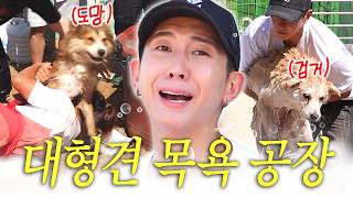 더브라이언 The Brian - 브라이언 개목욕탕 오픈♨️ 꼬질이 유기견들 때빼고 광내주고 온 개청소광 브라이언