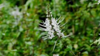 Botanical Gardens - Hilo, Hawaii - Photos by Ray Quenga & Rob Jimenez "Song" Road that never ends