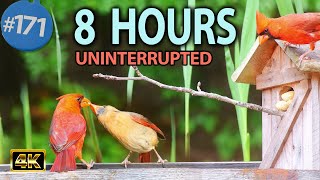 Uninterrupted Relaxing TV for Cats 😻8 Hours of Birds 🐦 at a Bluebird House 🐿No ADs Cat TV