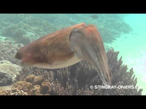 Stingray Divers - Erlebe die Faszination Tauchen