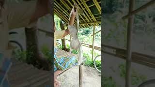 Download lagu niat mancng ikan dapet tali kutang😄😄 mp3