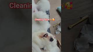 Download lagu Love this #amazing #pets #shortvideo #youtube #petlover #ofwhk #youtuber #viral #video mp3