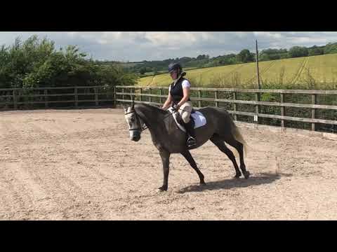Poppy BE 90 dressage test 95