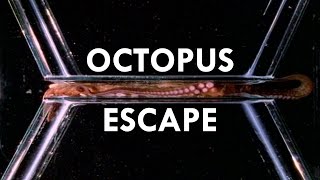 Octopuses are the World’s Greatest Escape Artists (Ft. PhilosophyTube)