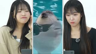 Koreans React to Cutest Animals  | CY