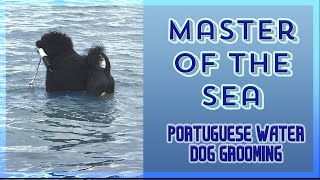 Best Lion Trim Portuguese water dog tutorial from beginner to professional."commercial trim"