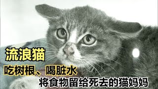 韩国感人纪录片，小猫咪不吃不喝，每天给死去的猫妈妈送食物  #动物世界 #自然传奇 #大自然 #動物 #動物故事 #野生動物 #動物反殺 #万物有光