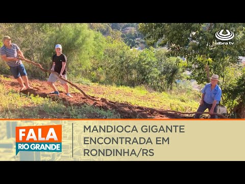 Mandioca gigante encontrada em Rondinha/RS | Fala Rio Grande 04/08/2023