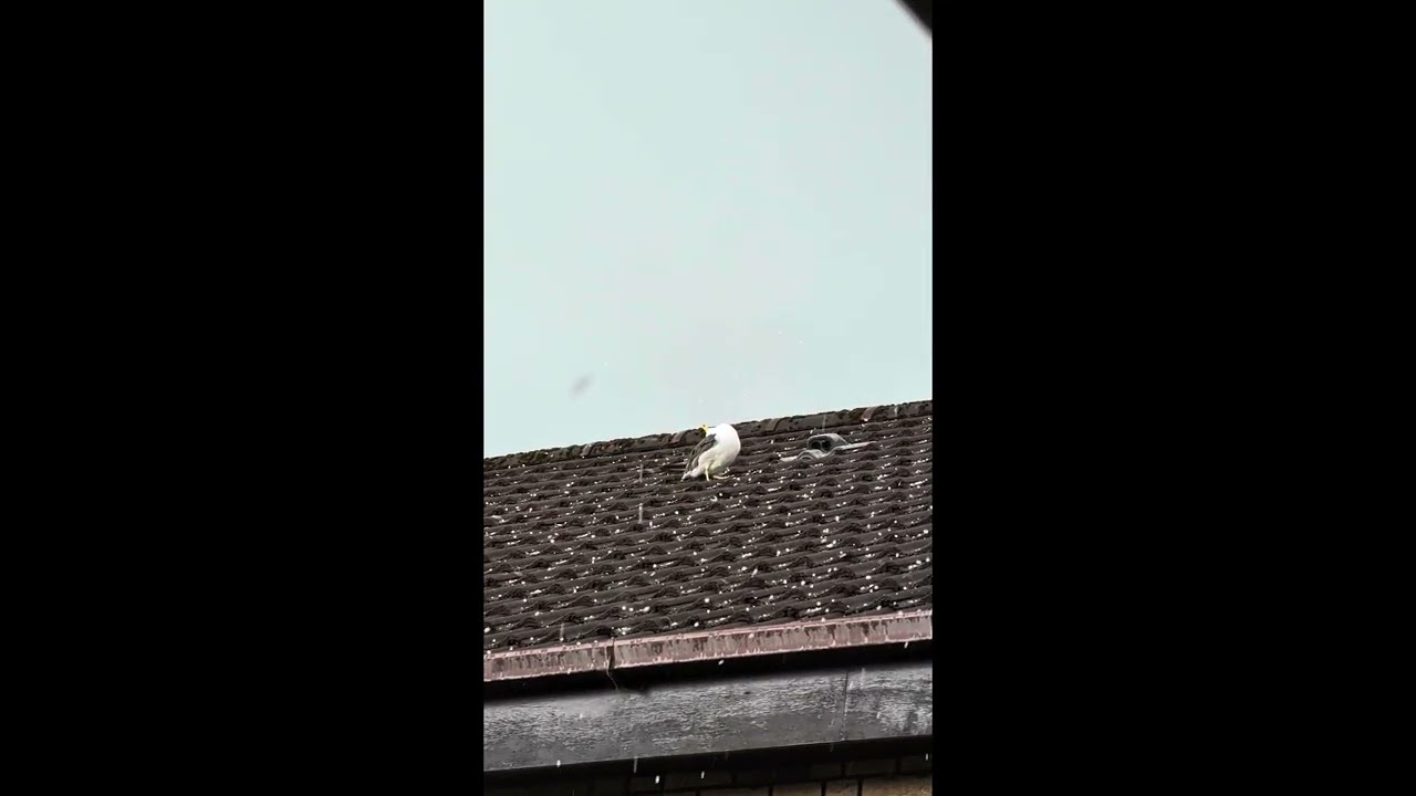 Seagull Stares Straight Up in Hailstorm || ViralHog