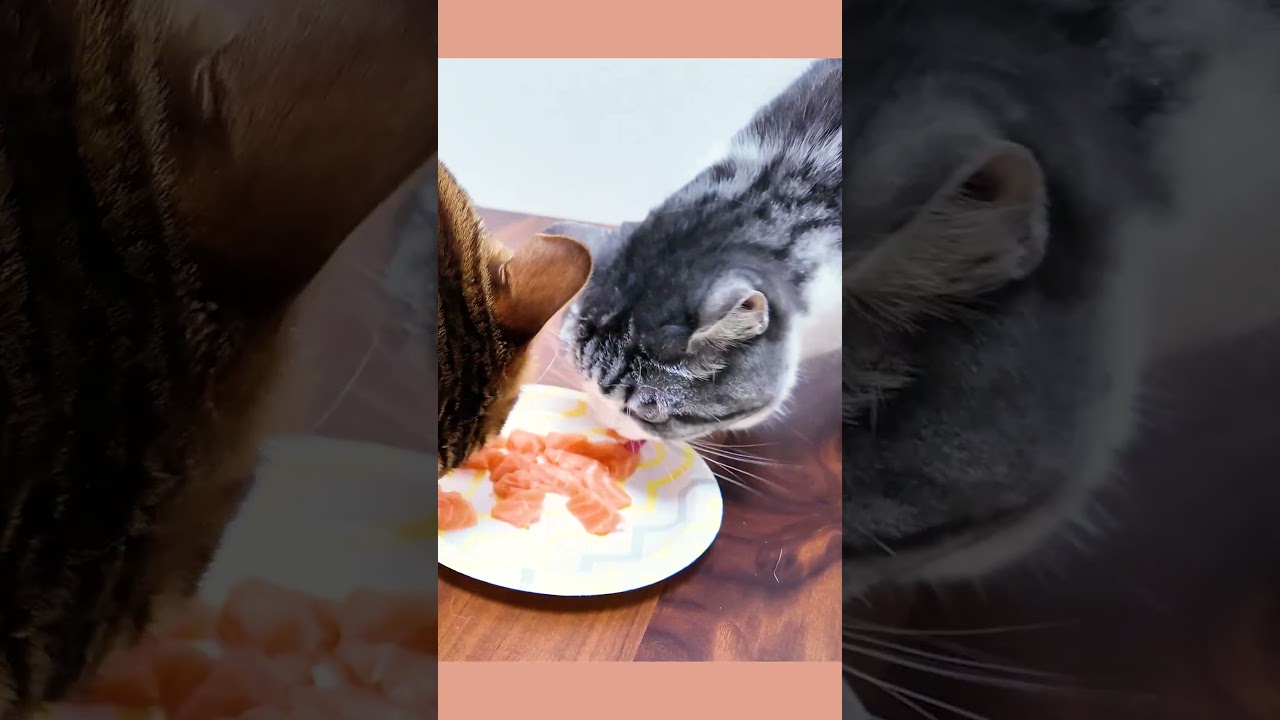 猫にサーモンあげてみた　#shorts   #cat