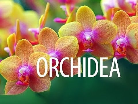, title : 'Orchidea gondozása - kertészeti tanácsok'