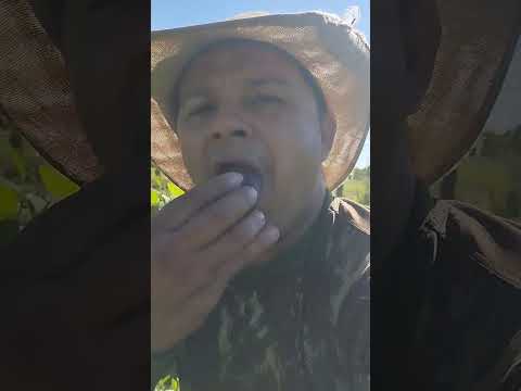 Firme no Sítio da minha Mãe,em planalto da Serra Mato Grosso.