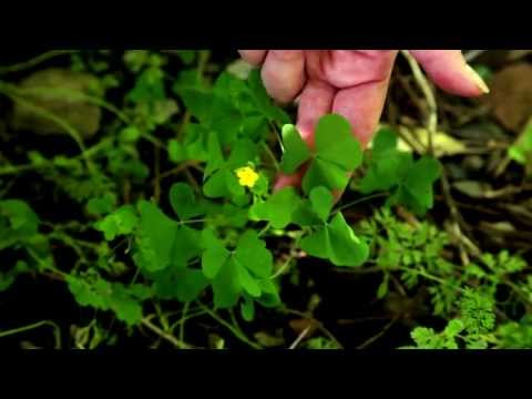 Wild & Foraged Foods: Wood Sorrel
