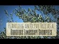 Download Olive Tree Florida Mp3 Mp4 Music