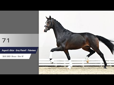 71 Hengst v Asgard's Ibiza - Grey Flanell