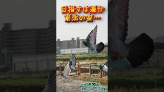 令和8年度 東北南部ブロック連盟GNレース