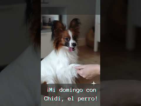 Videos De Risa De Animales 2023 - Perros y Gatos Chistosos - Videos De Animales Graciosos #4 #shorts