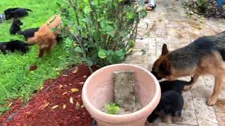 Video preview image #1 German Shepherd Dog Puppy For Sale in WELLINGTON, FL, USA