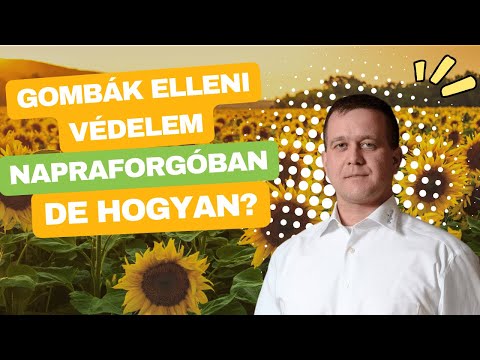 Amistar Sun napraforgó videó