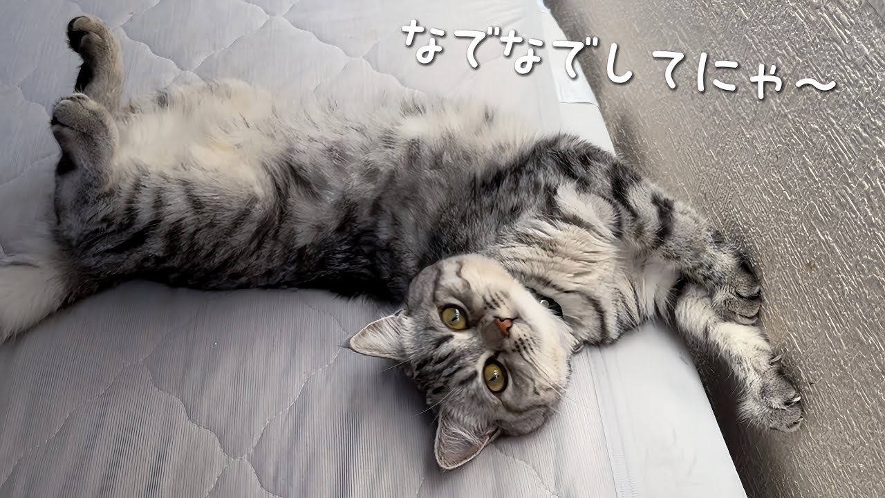 あざとい子猫たちからえられる栄養はこちら🐱🩷