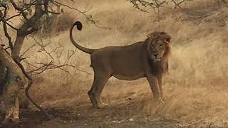 preview picture of video 'Ambardi safari park,dhari,gujarat price list'