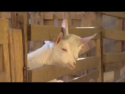 Conheça a história de caprinocultor de Coronel Pacheco,MG