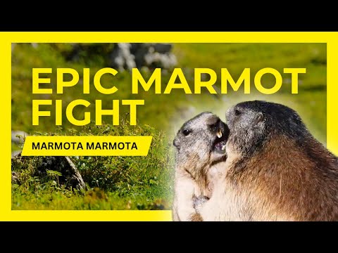 Epic Marmot Fight - Marmota Marmota