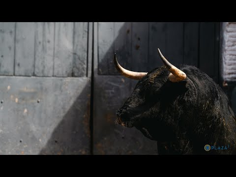 Sorteados los toros de Victoriano del Río y Toros de Cortés para el arranque de San Isidro.