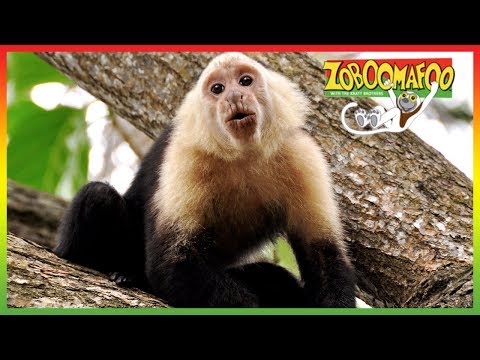 🐒 Zoboomafoo 259 | Messy and Clean | Animal shows for kids | Full Episodes | HD 🐒