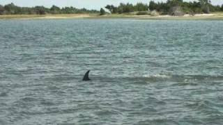 preview picture of video 'Dolphin #3 in Taylors Creek. Beaufort, NC'