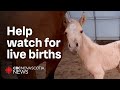 This farm needs volunteers to watch live feeds of pregnant mares