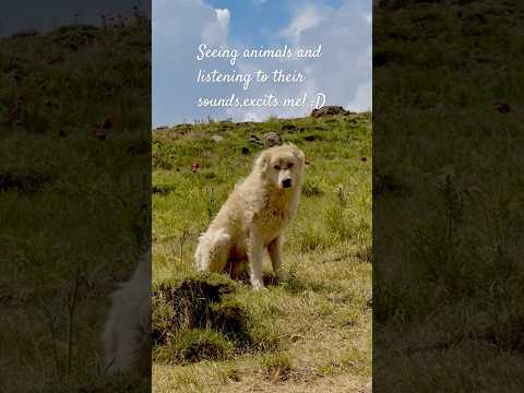 Dream images after waking up in nature;)#camping #nature #animals