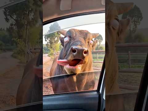 The Girl Teases a Cow… and Regrets It! 🐄😂😱#shorts