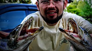 Воблер pontoon 21 greedy guts 88sp sr