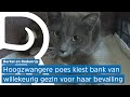 Onverwachte gezinsuitbreiding: wildvreemde poes bevalt op Esthers bank
