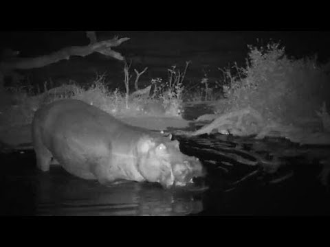 Djuma: Second Hippo arrives - 22:40 - 09/26/19