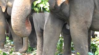 preview picture of video 'SRI LANKA PINNAWALA ELEPHANT ORPHANAGE  travelviews 943 by sabukeralam & travelviewsonline'