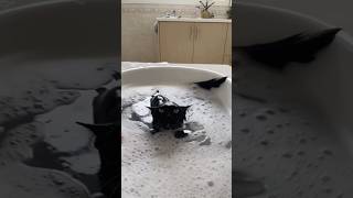 The clumsy cat slipped and fell. 😂😂#cat#funny #funnyvideo #cats #cute#fyp#catvideos #usa#animals