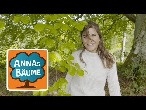 Buche | Annas Bäume | Reportage für Kinder |