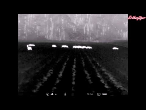 Sauenansitz - Wild boar hunting - an einem Rübenschlag